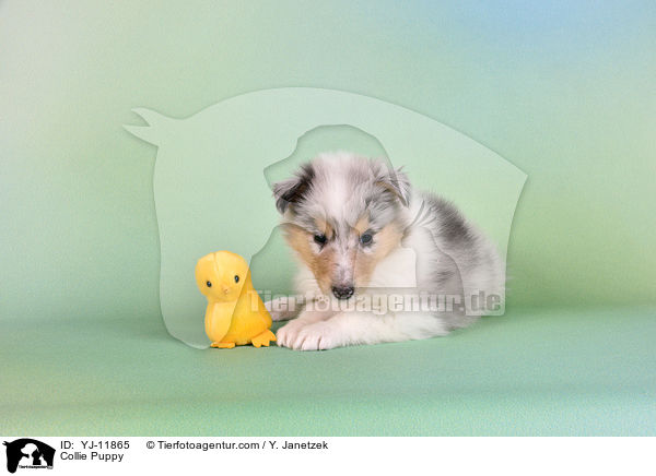 Collie Puppy / YJ-11865