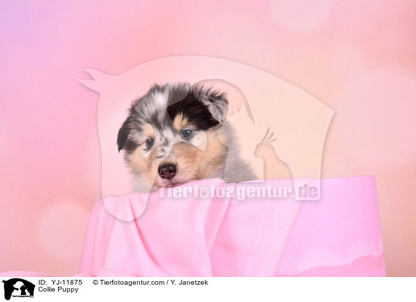 Collie Puppy / YJ-11875