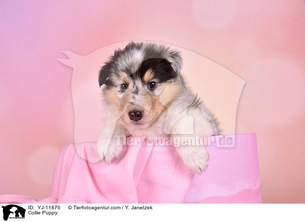 Collie Puppy / YJ-11876