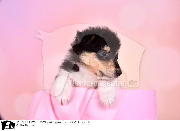 Collie Puppy / YJ-11879
