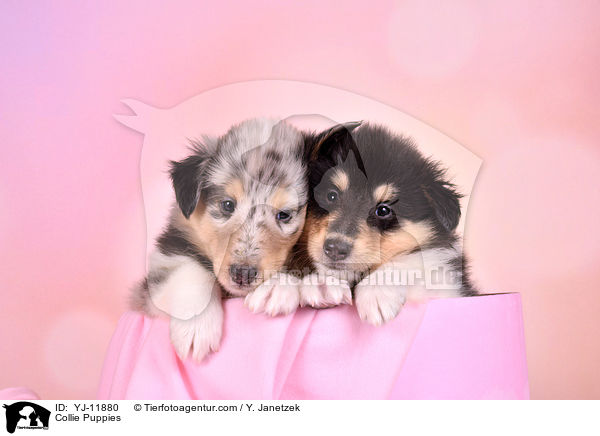 Collie Puppies / YJ-11880