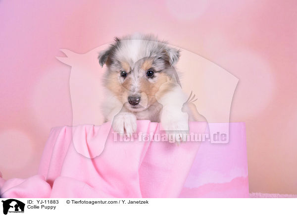 Collie Puppy / YJ-11883