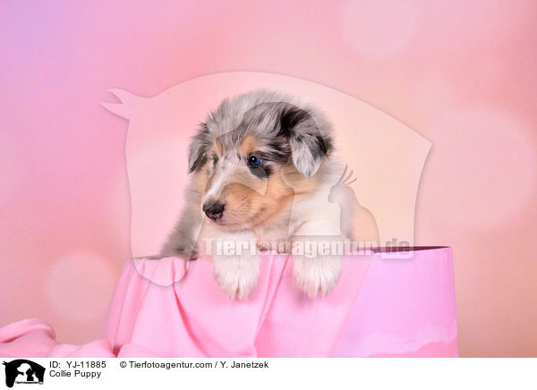 Collie Puppy / YJ-11885
