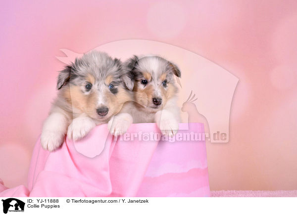 Collie Puppies / YJ-11888