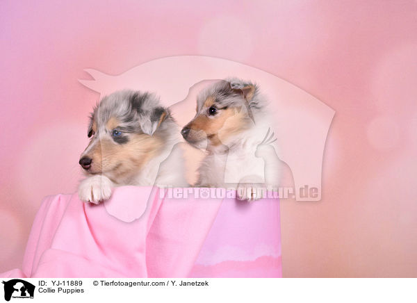 Collie Puppies / YJ-11889