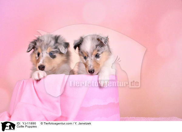 Collie Puppies / YJ-11890