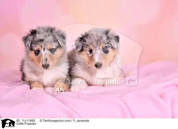 Collie Puppies / YJ-11892