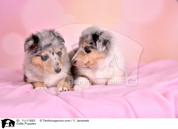 Collie Puppies / YJ-11893