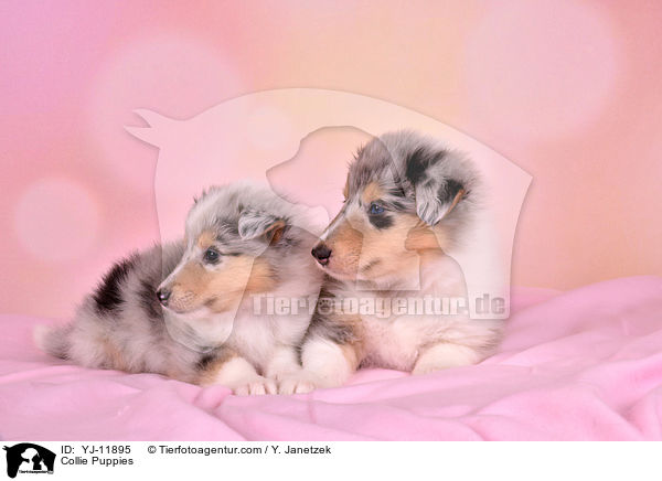 Collie Puppies / YJ-11895
