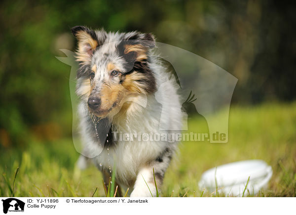 Collie Puppy / YJ-11896