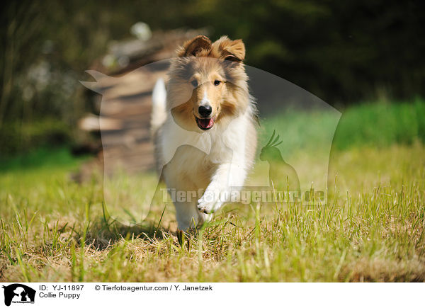 Collie Puppy / YJ-11897
