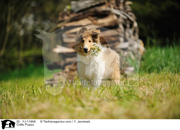 Collie Puppy / YJ-11898