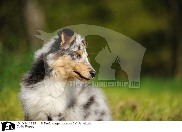 Collie Puppy / YJ-11925