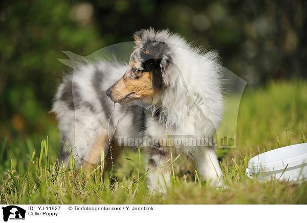 Collie Welpe / Collie Puppy / YJ-11927