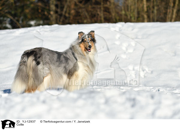 Collie / YJ-12937