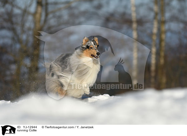 running Collie / YJ-12944