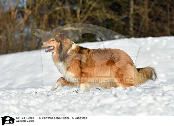 walking Collie / YJ-12965