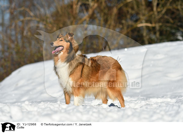 Collie / YJ-12968