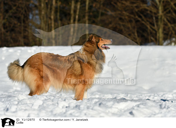 Collie / YJ-12970