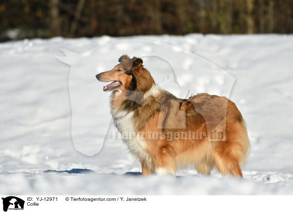 Collie / YJ-12971