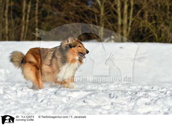 running Collie / YJ-12973