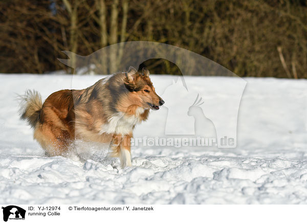 running Collie / YJ-12974