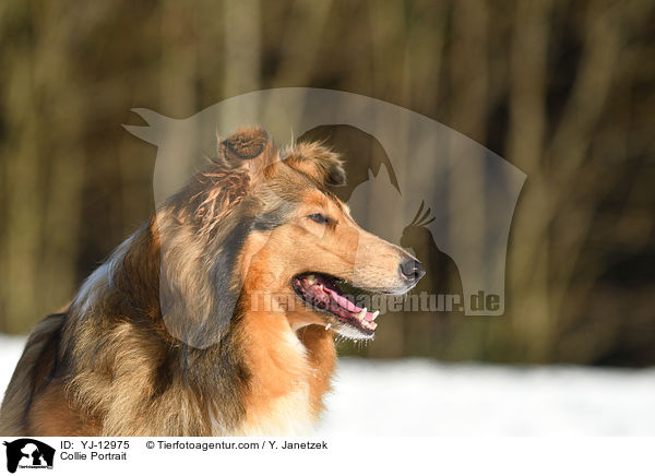 Collie Portrait / YJ-12975