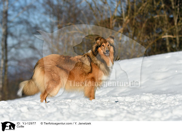 Collie / YJ-12977