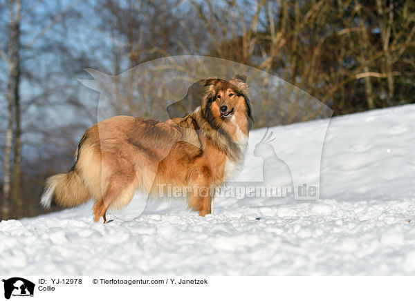 Collie / YJ-12978