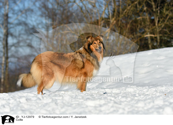 Collie / YJ-12979