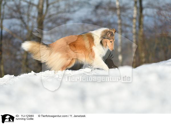 running Collie / YJ-12980