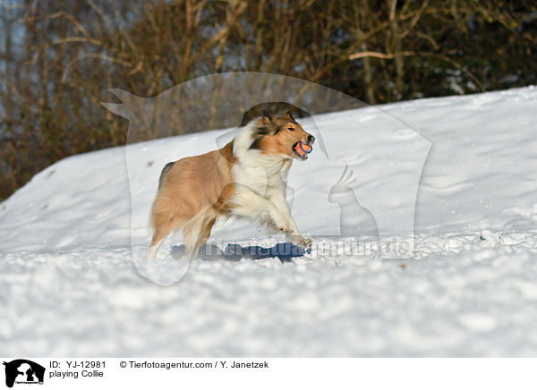 playing Collie / YJ-12981