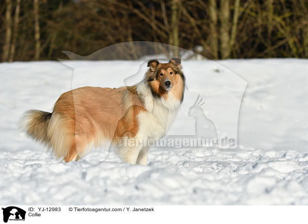 Collie / YJ-12983