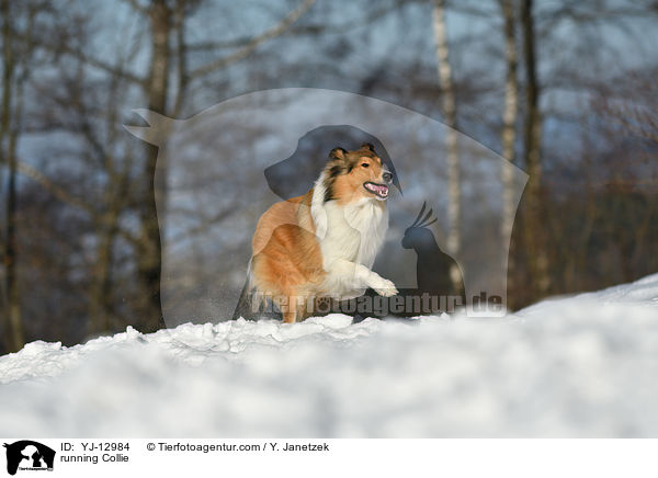 running Collie / YJ-12984