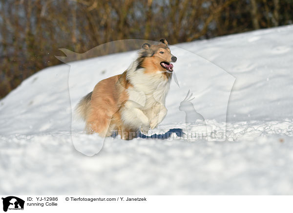 running Collie / YJ-12986