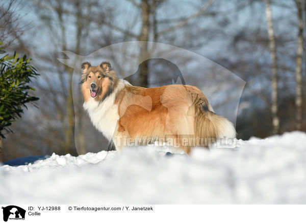 Collie / YJ-12988
