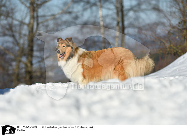 Collie / YJ-12989