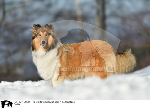 Collie / YJ-12990