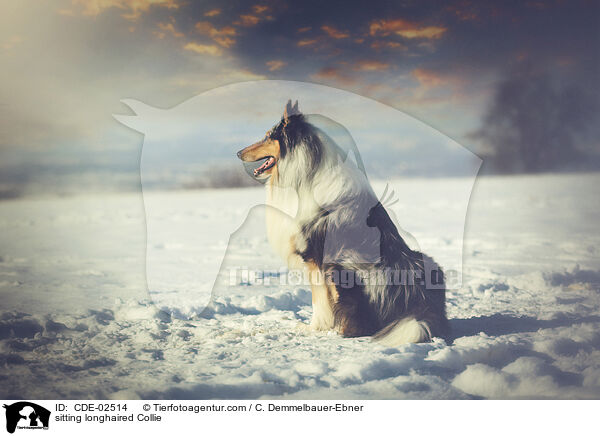 sitzender Langhaarcollie / sitting longhaired Collie / CDE-02514