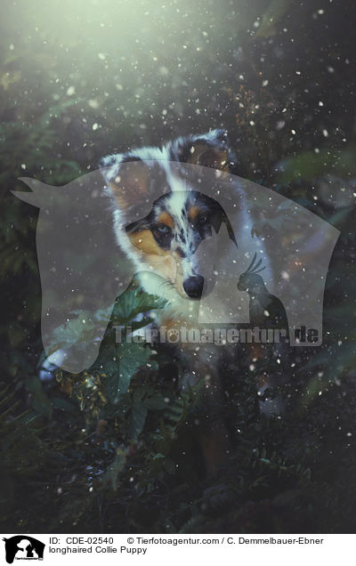 Langhaarcollie Welpe / longhaired Collie Puppy / CDE-02540