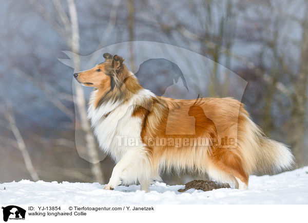 walking longhaired Collie / YJ-13854