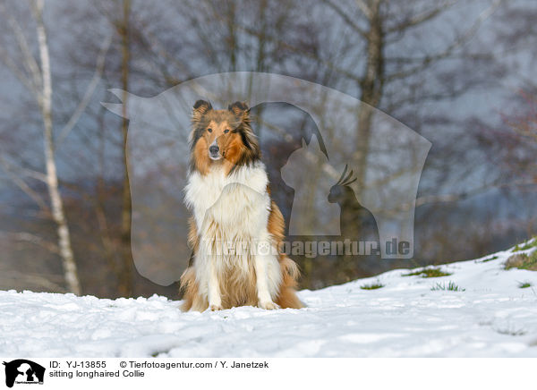 sitting longhaired Collie / YJ-13855