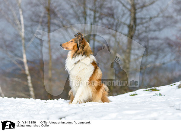 sitting longhaired Collie / YJ-13856