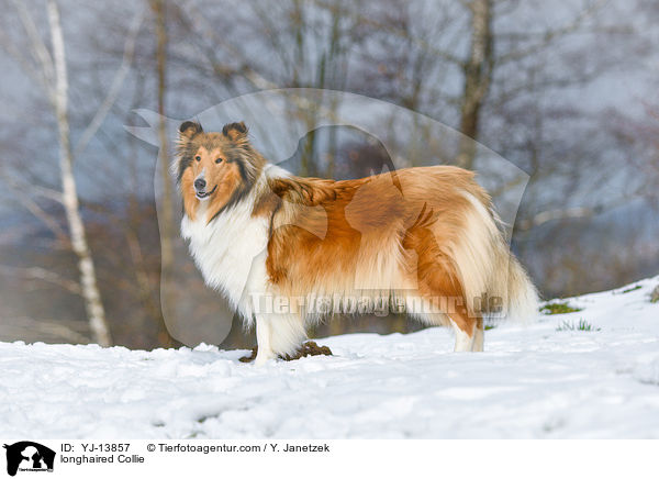 longhaired Collie / YJ-13857