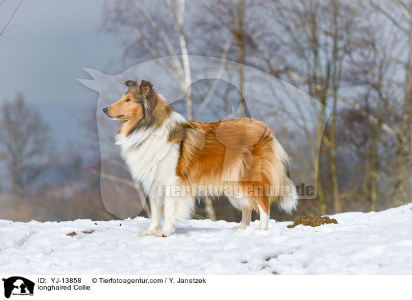 longhaired Collie / YJ-13858