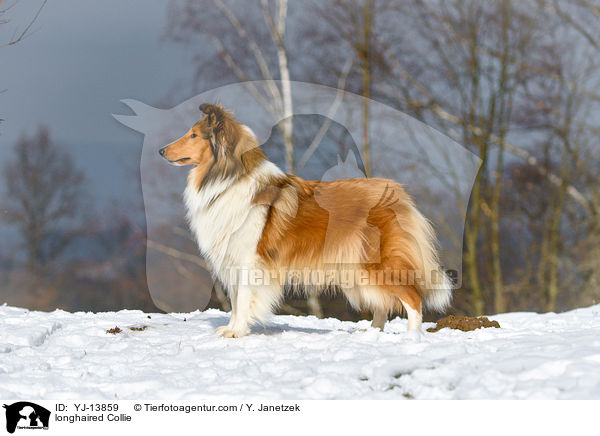 longhaired Collie / YJ-13859