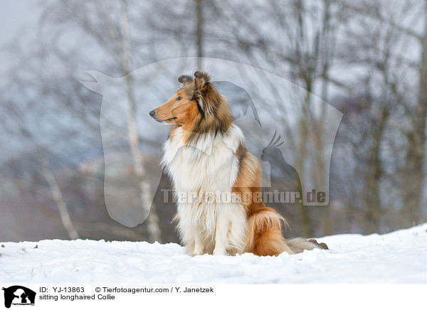 sitting longhaired Collie / YJ-13863