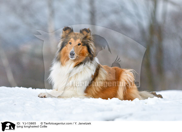 lying longhaired Collie / YJ-13865
