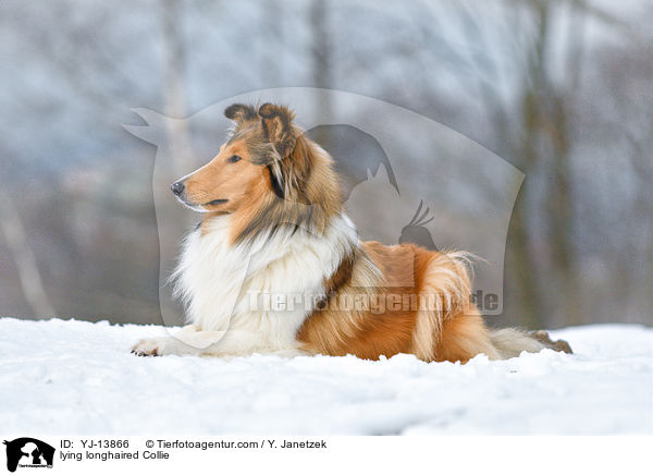lying longhaired Collie / YJ-13866