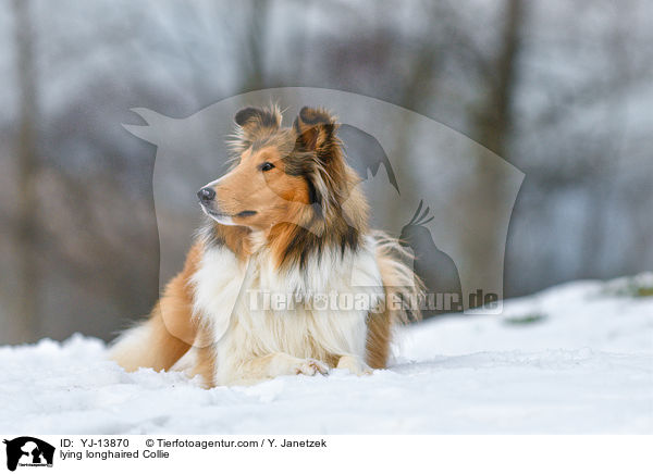 lying longhaired Collie / YJ-13870